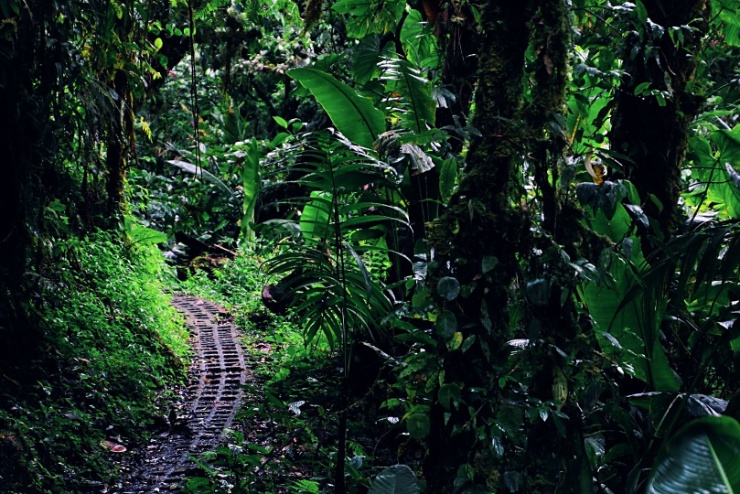 costarica2017-006 Rezervací prochází dobře značené trasy v délce 13 km.