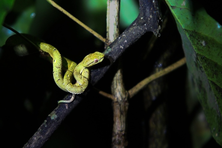 costarica2017-018 Jen hadů je v Monteverde přes 70 druhů, což skýtá slušnou šanci na úspěch v případě, že má osoba zájem nechat se uštknout rekordním počtem plazů v rekordně...