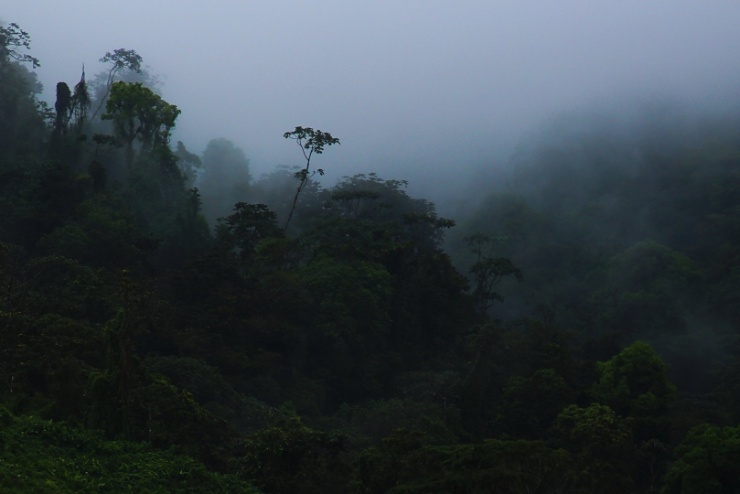 costarica2017-020 Kdesi mezi Santa Elenou a La Fortunou.