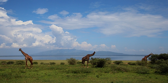 Sodné jezero Manyara a žirafy