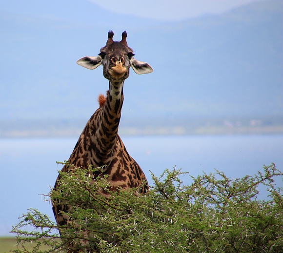 Žirafa, jezero Manyara