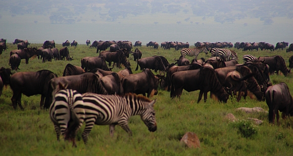 Velká migrace, Serengeti