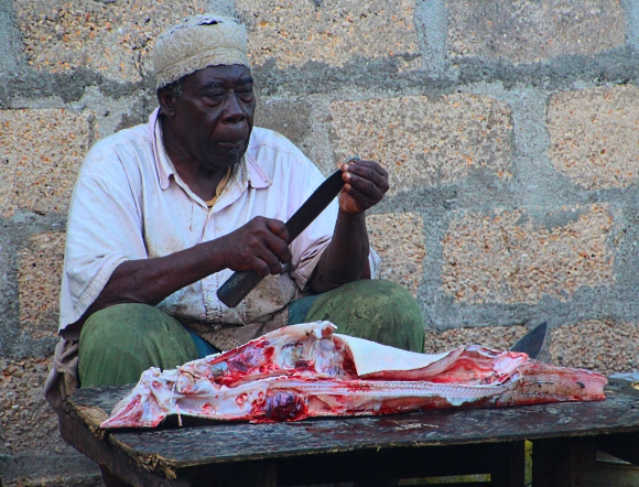 Zanzibarský porcovač ryb.