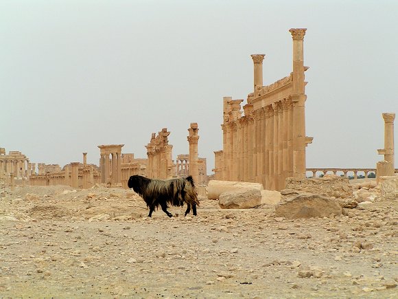 Palmyra