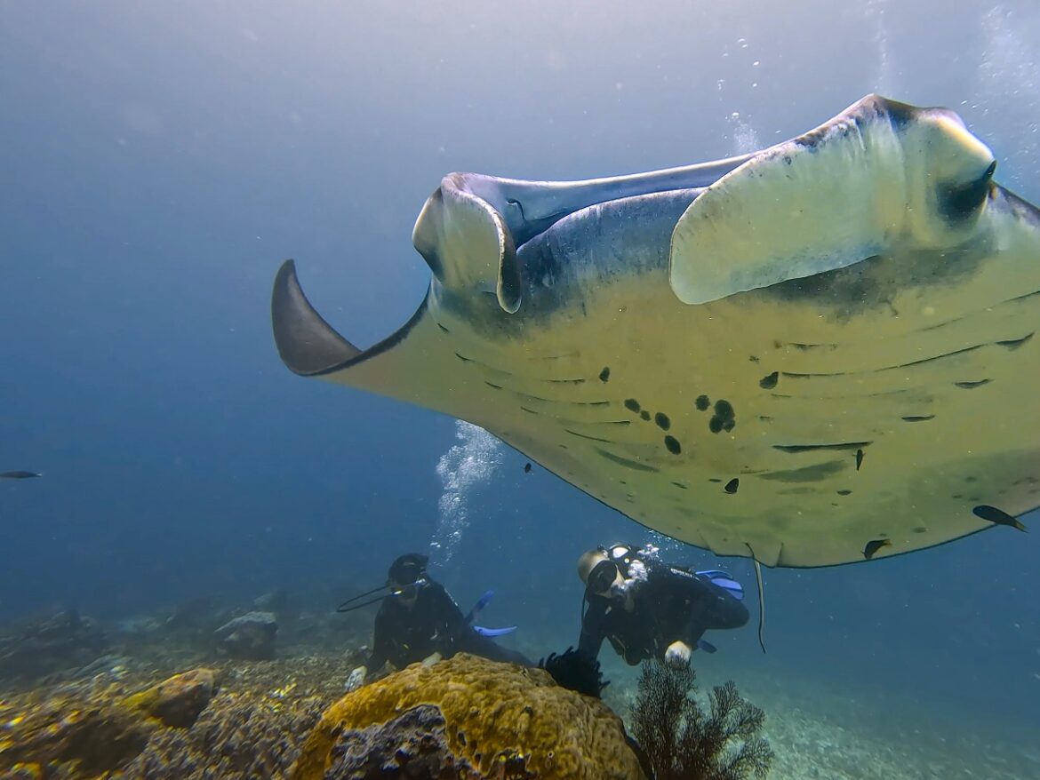 0223indonesia_diving_komodo_manta2 Diving Komodo, manta.