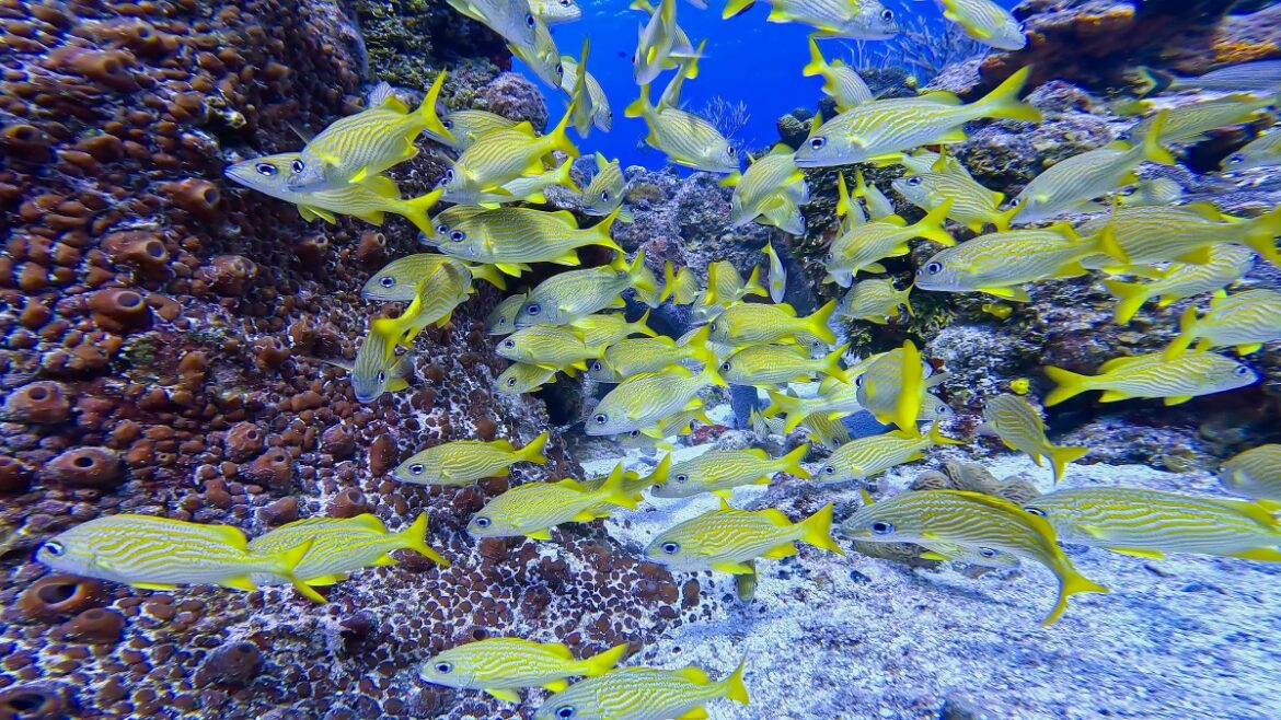 0423mexico_cozumel_diving